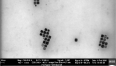 Magnetic nanocubes observed using scanning electron microscopy (Prof. Gil Markovich)