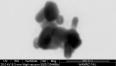 Nano-dog, observed with scanning electron microscopy (Dr. Zahava Barkay, Wolfson Center for Materials Research)